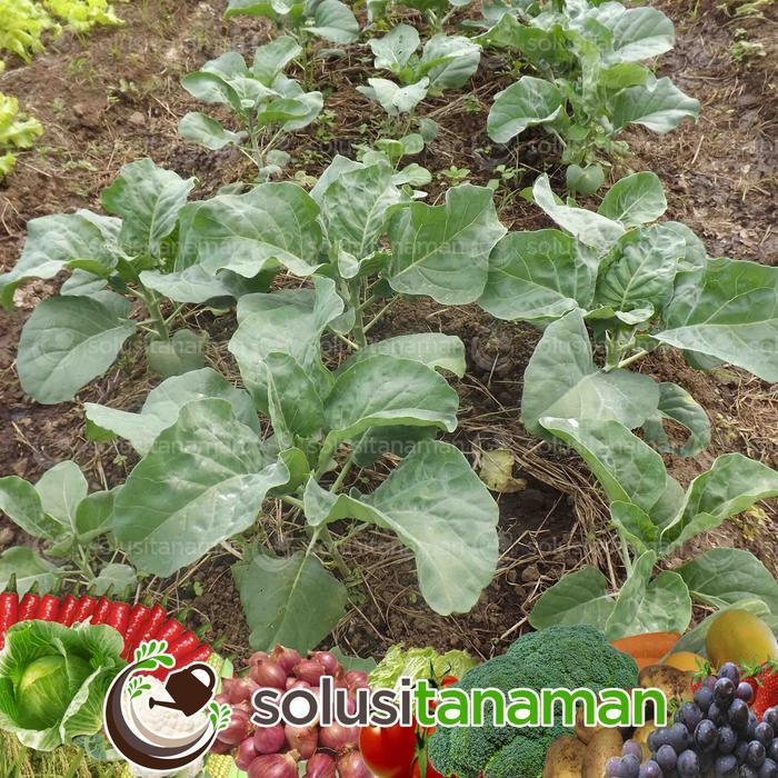 Zumi_Zumi07 Benih Kailan Chinese Kale Winsa Sharp Leaf 20Gr (5.650 Biji) Bibit Kailan Winsa Benih
