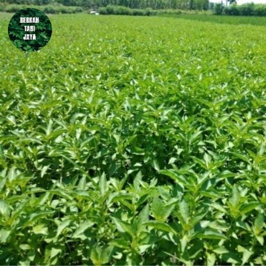 Diskon Benih Bibit Sayur Kemangi 1Kg Tbk
