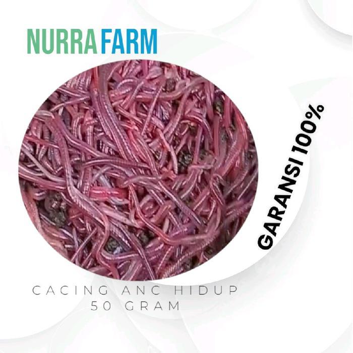 Cacing Tanah Hidup ANC 50-1000 gram