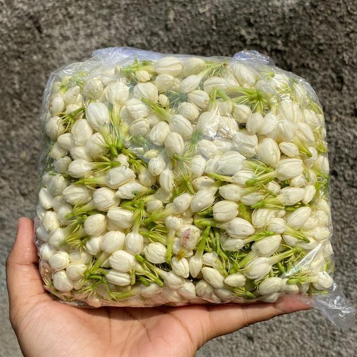 bunga melati segar