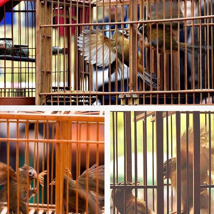 Jayus - Voer Import Xiang Yi Que Pakan Burung Wambi Poksay Murai Voer Chunghwa