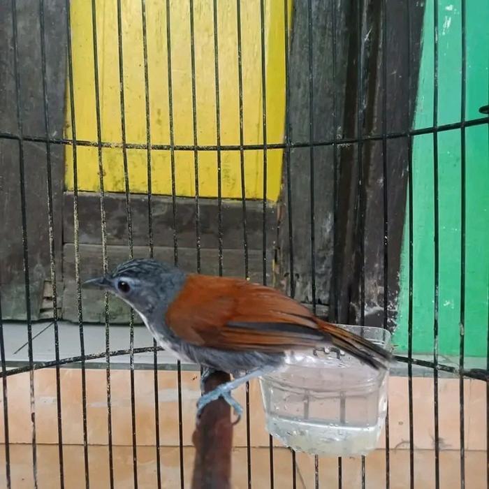 Jayus - Burung Sniper Gacor