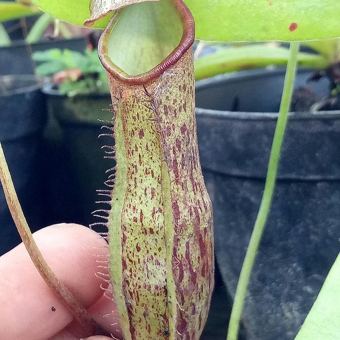 

gracilis x maxima/kantongsemar/nepenthes/tanaman karnivora/tanamanhias