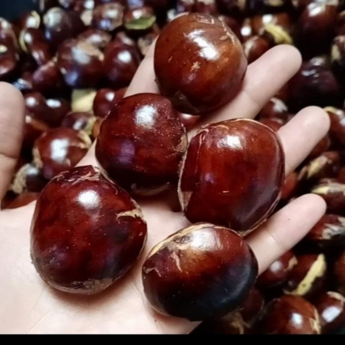 

Jengkol Tua Super 1Kg Best Seller