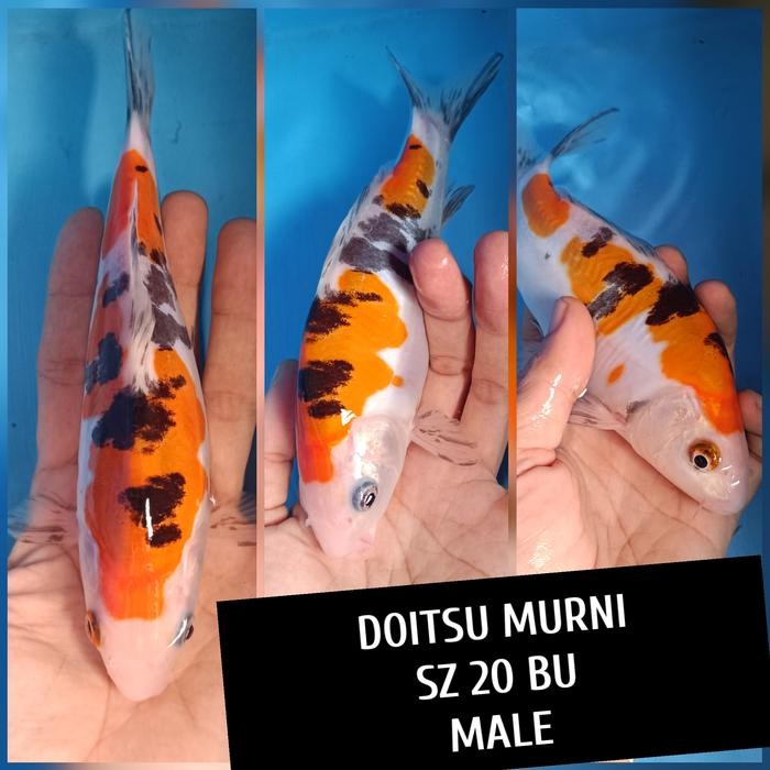 ikan koi blitar doitsu ready chagoi showa goshiki sanke dll