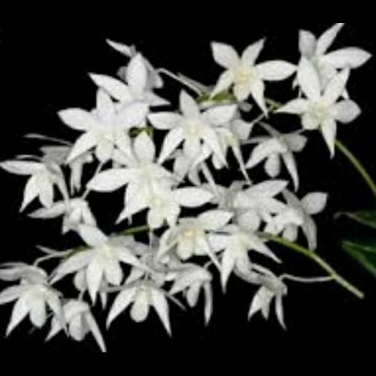 Anggrek dendrobium WHITE GRACE 1 POT