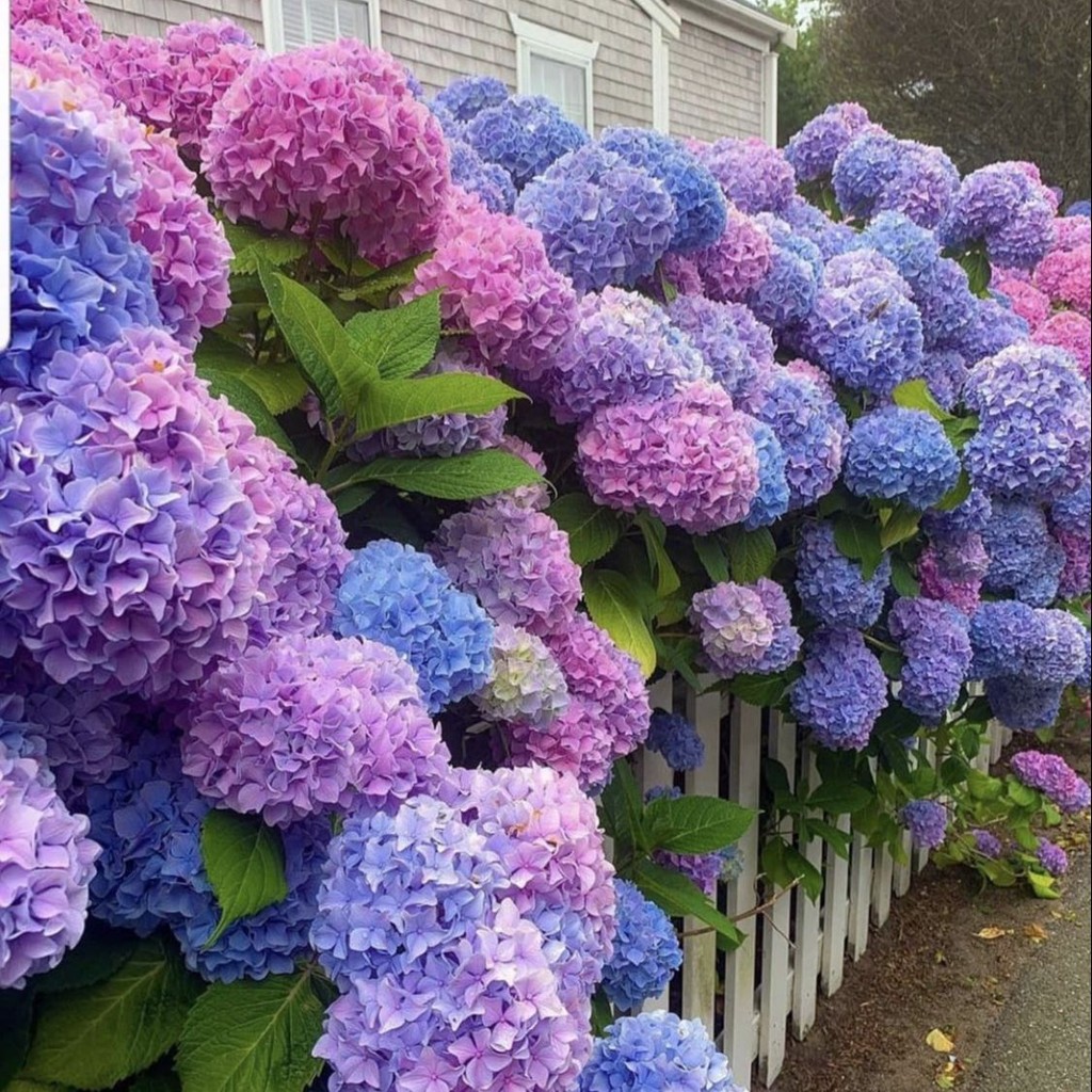 Terlaris - 1 Bibit Benih Bunga Hydrangea Mix