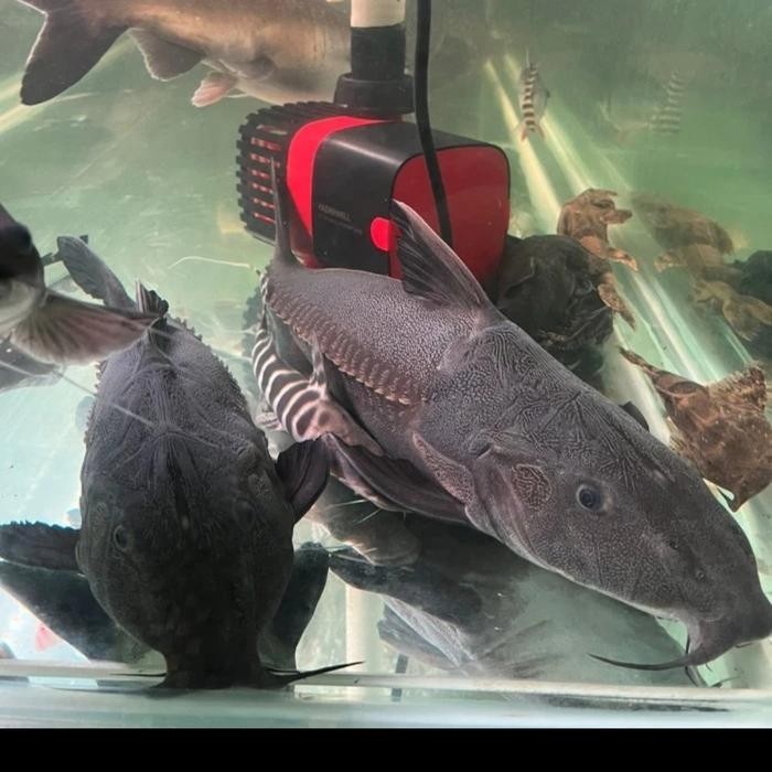 OXYDORAS NIGER/RIPSAW CATFISH 40-45CM