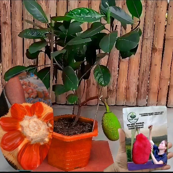 benih tanaman nangka merah madu asli okulasi cepat berbuah