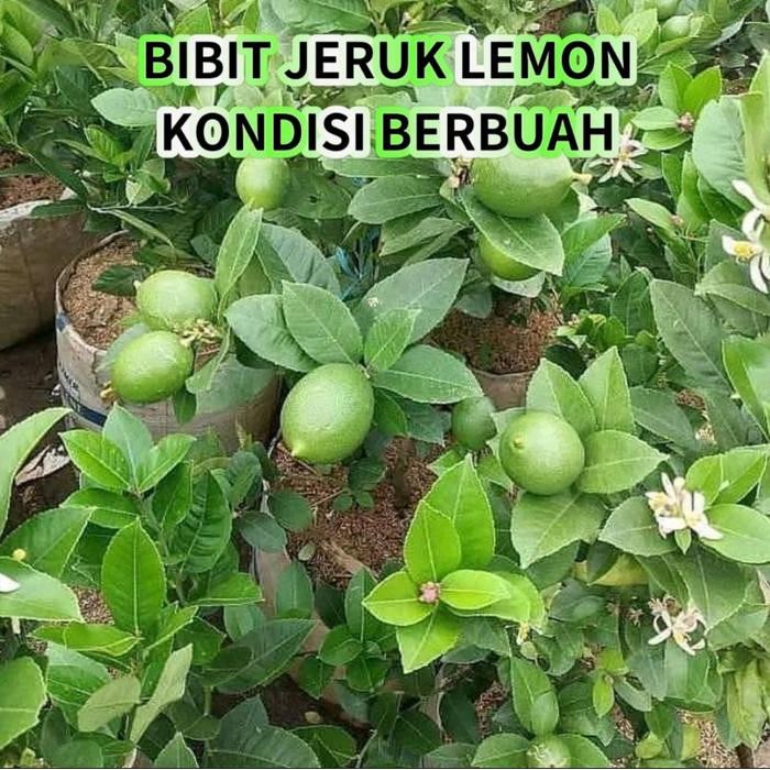 PAKET 3 JERUK BERBUAH PAKET BIBIT JERUK BENIH JERUK BERBUAH RIMBUN SUPER
