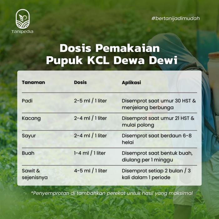 Zumi_Zumi07 Dewa Dewi Kcl - Pupuk Kalium Cair - Untuk Pembesaran Buah Umbi Dan Padi - 1 Liter