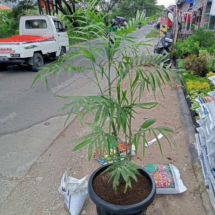 Ready Stok tanaman palem komodoria 120cm inc pot 35cm