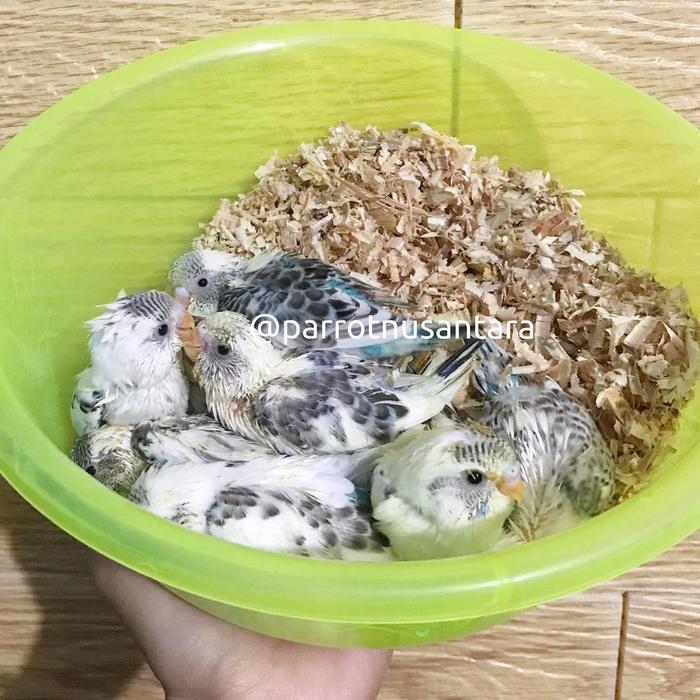 Anakan Lolohan Burung Parkit Warna