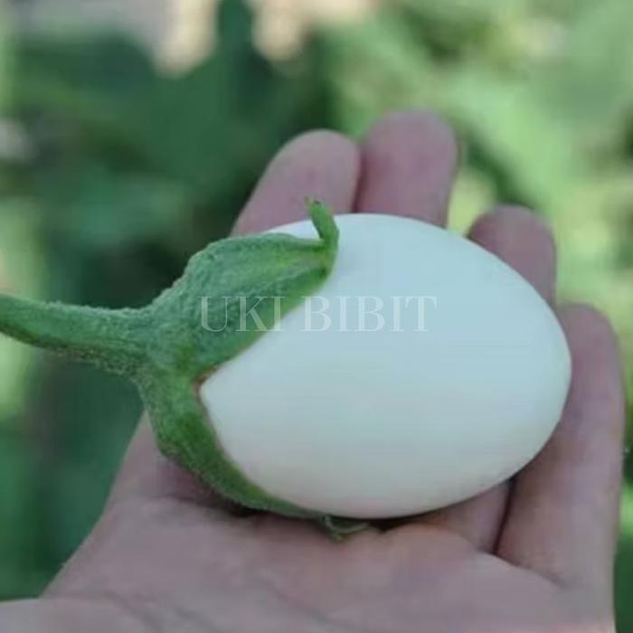 Juwara_Syatu Kemasan Original Benih Biji Terong Telur Putih Terong Susu Terong Putih Bulat