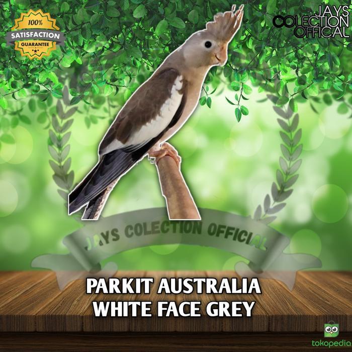 Jayus - Burung Parkit Australia / Falk White Face