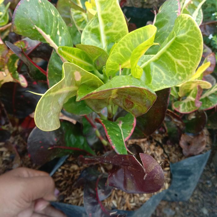 tanaman hias puring jengkol/pohon puring
