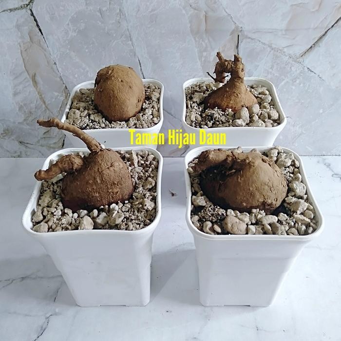 SM- Caudex Stephania Venosa Tanaman Hias