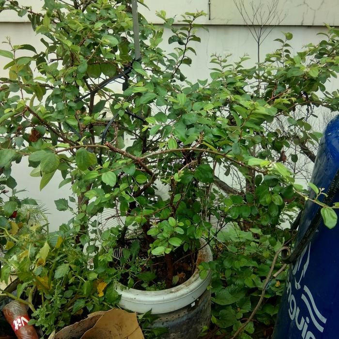 Jlterang Pohon Bidara Sidr Arab Besar Sudah Buah