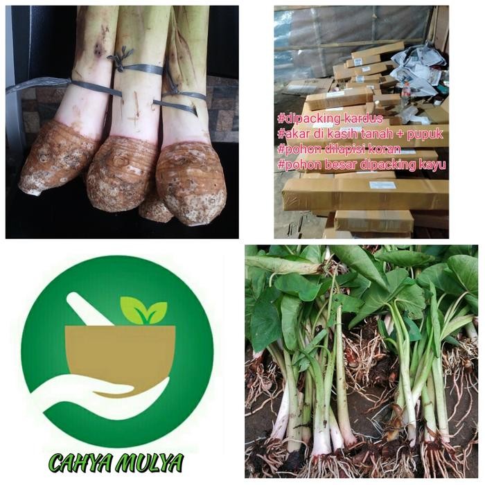 bibit tanaman pohon talas Bogor - talas bentul isi 10 bibit