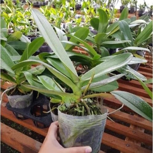 Tanaman hias anggrek bulan knop jumbo anggrek bulan spike