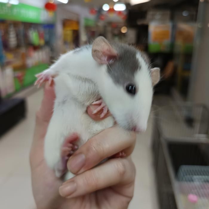 Husky Dumbo Eared Rats , Atau Pet Rats, Fancy Rats. Tikus Jinak Ukuran Baby - Small Pasti Ori