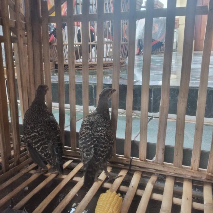 AYAM HUTAN HIJAU BETINA