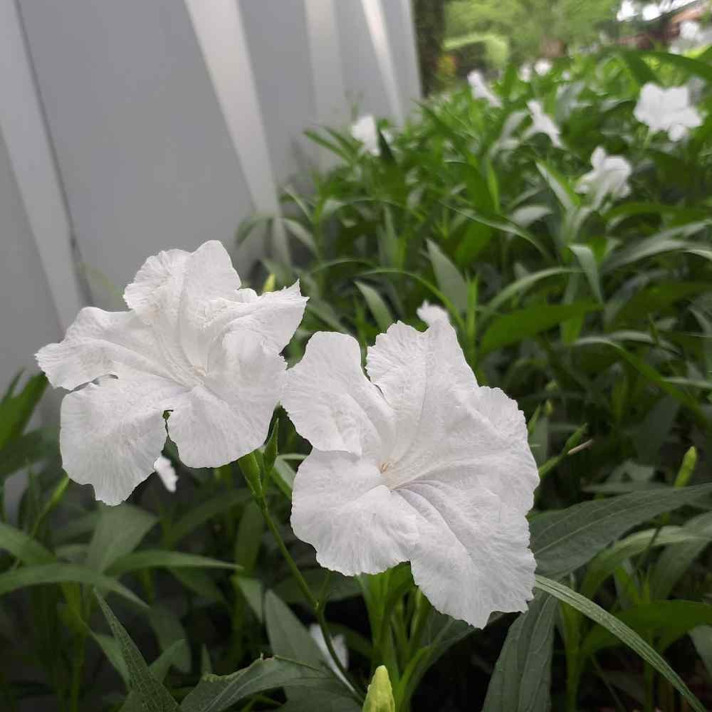 Flash Sale - Tanaman Bunga Ruellia Putih