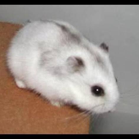 cdo4- Hamster Winter White / Tiger / Golden / Sapphire (Instant Only)