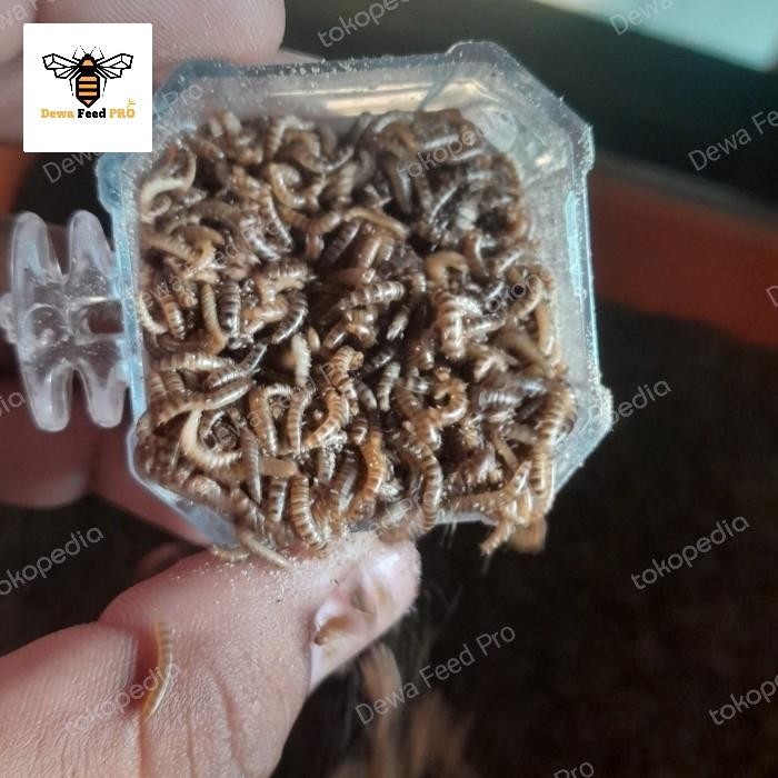 Ulat Kandang Hidup Pakan Burung Kicau Promo 