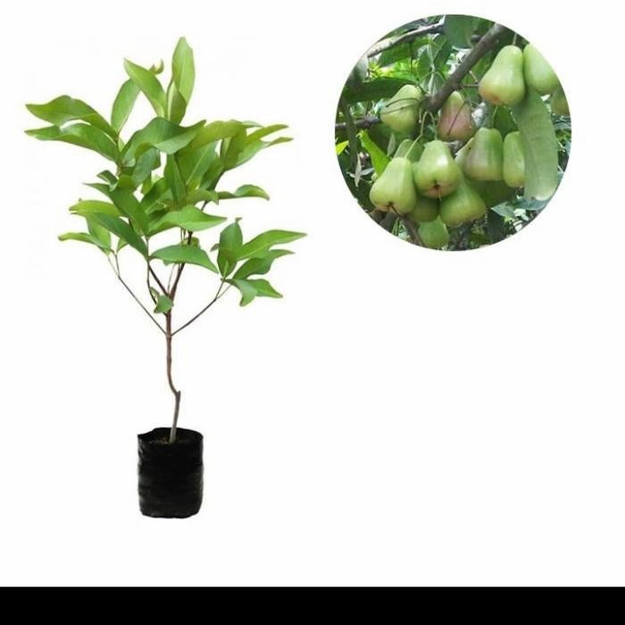 BIBIT JAMBU AIR MADU DELI HIJAU