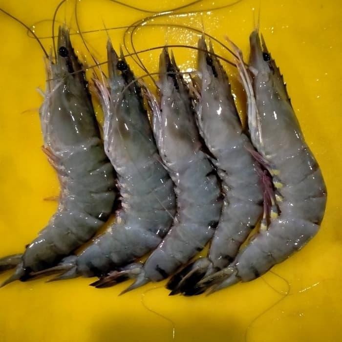 Eat77- Udang Tiger / Udang Pancet / Udang Windu Ikan Segar Laut Fresh