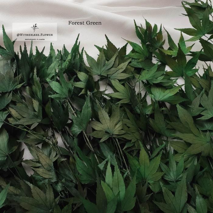 Daun Maple Kering Awet Preserved 15 Gram untuk Dekorasi Bunga Kering