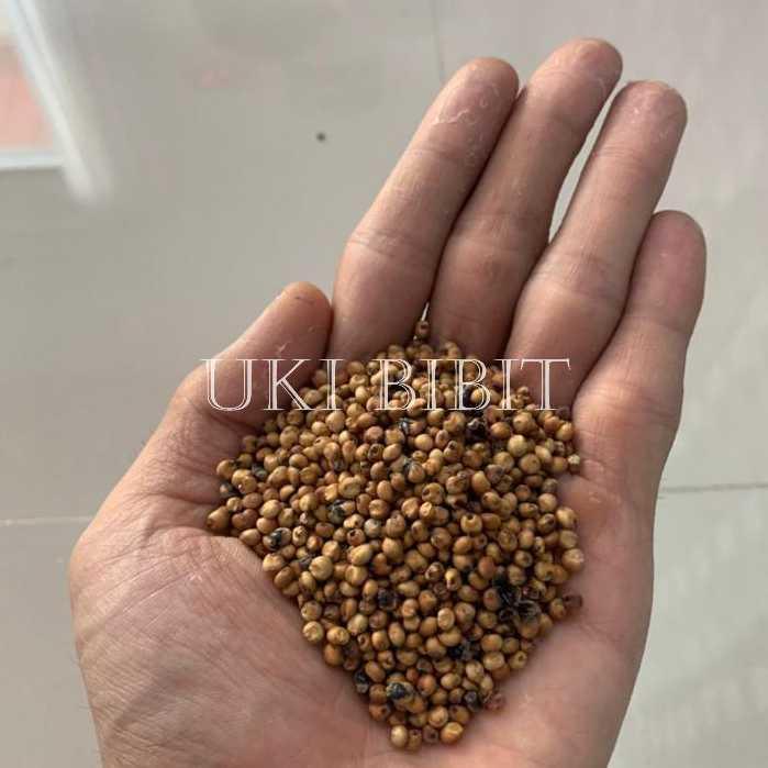 Rupa_Bagus ( 1 Kg ) Benih Biji Sorgum Merah Red Sorghum Jagung Cantel Merah