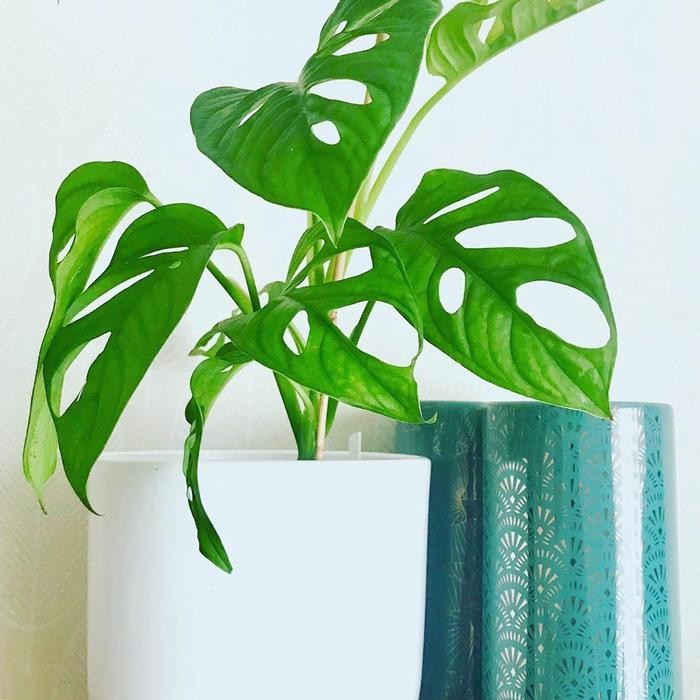 

tanaman hias janda bolong