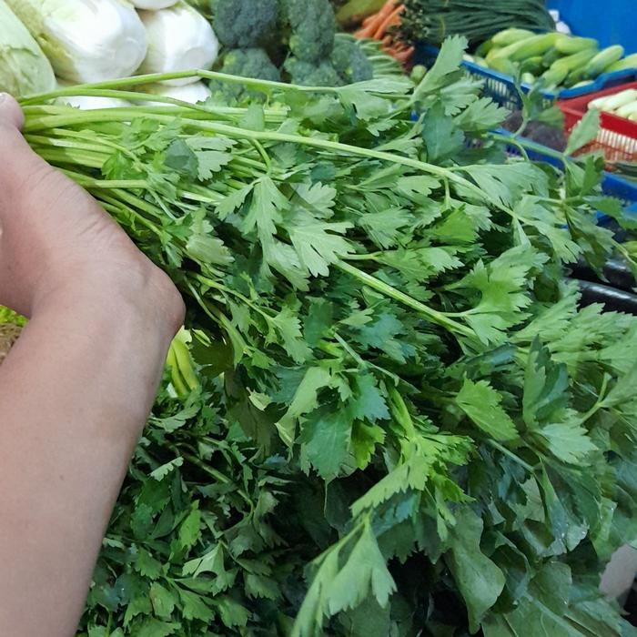 

Pilihan- Seledri Kualitas Super