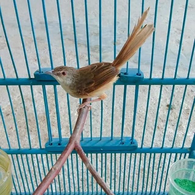 Burung Ciblek Gunung Gacor Masteran