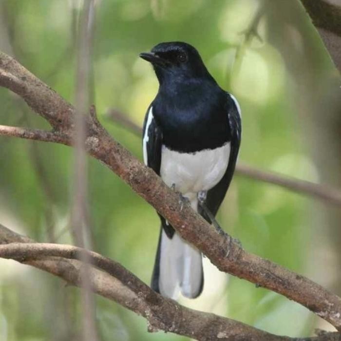 kacer kalimantan rawatan voer total