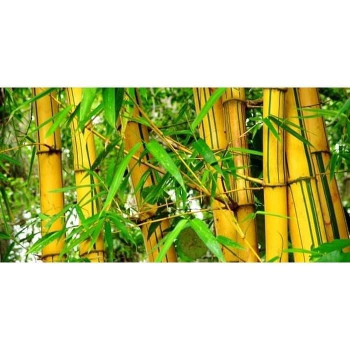 bambu kuning jumbo tanaman