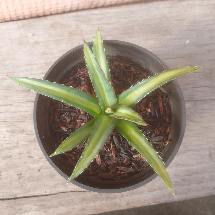 agave victoria reginae parigata mediopicta mini