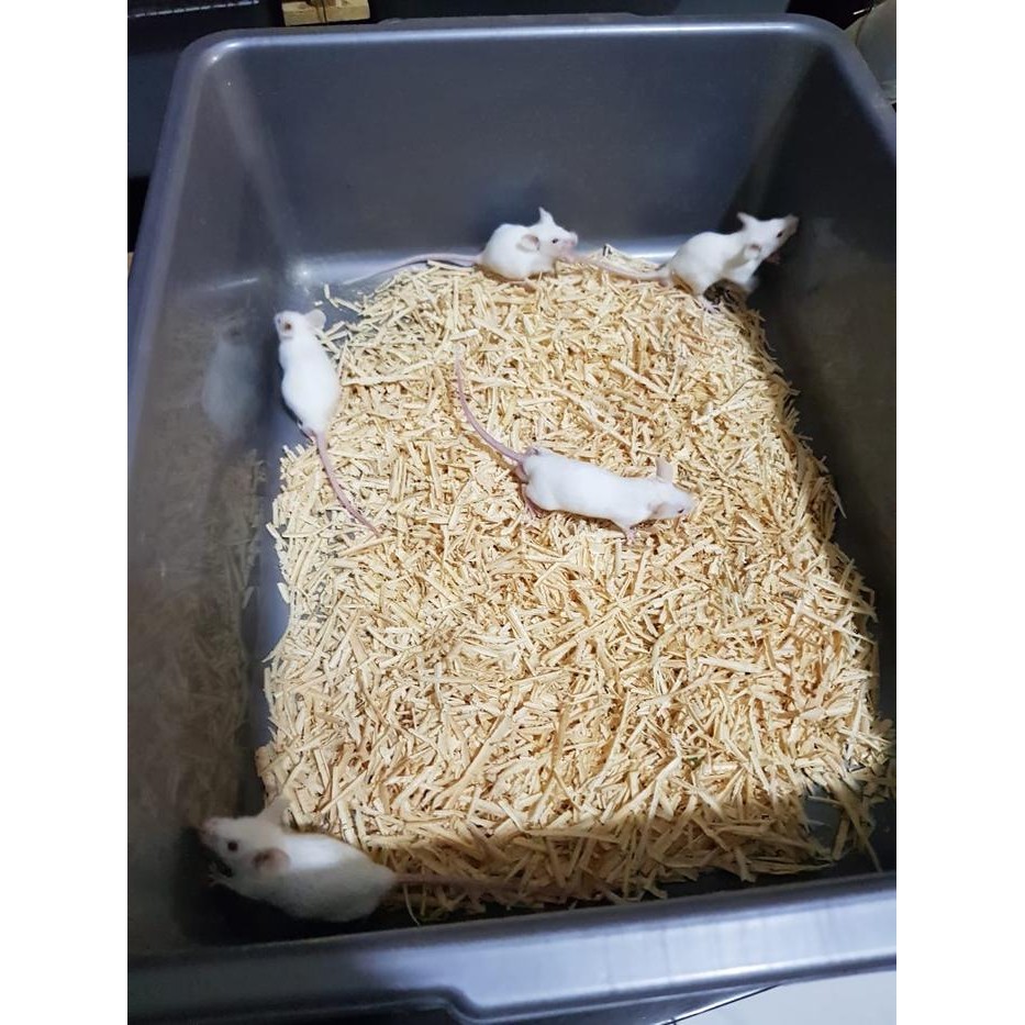 Paket Ternak Mencit Size Medium,,Dapat 1 Ekor Jantan Dan 4 Ekor Betina
