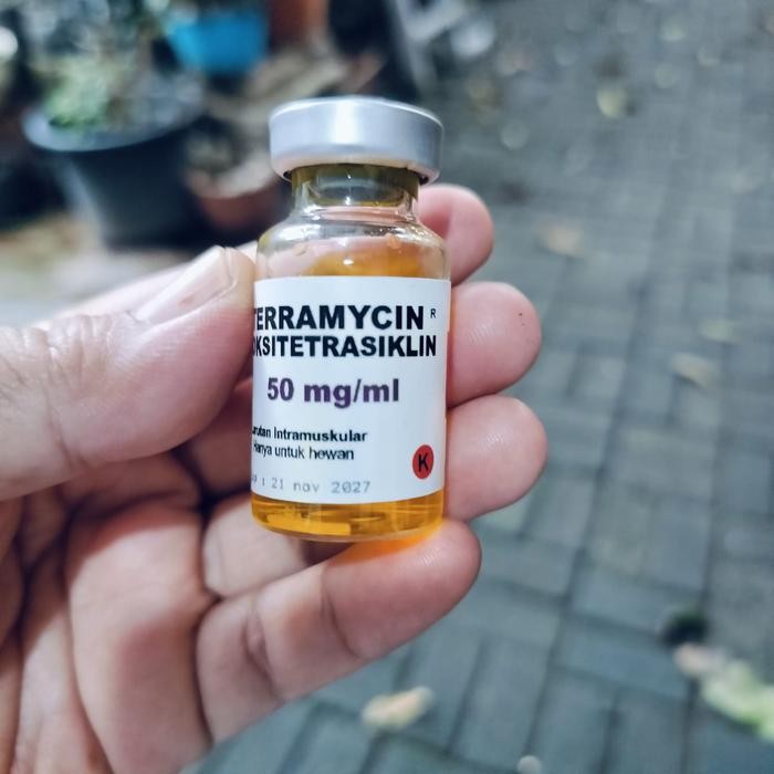 TERRAMYCIN OBAT SNOT AYAM UNTUK CRD/SNOT, NGOROK, CENGKREK, DAN PILEK AYAM