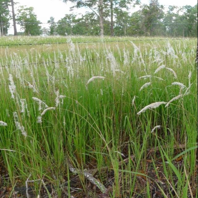 Flash Sale - 2500 Bibit Benih Bunga Ilalang