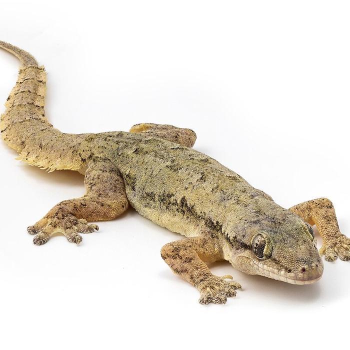 cicak 15ek0r pakan reptile,pakan ikan,pakan predator,dll