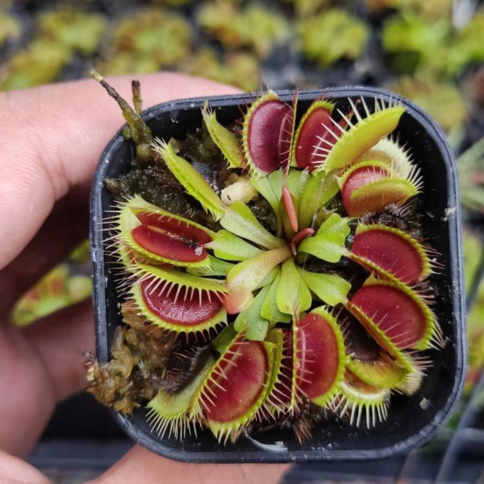 Venus flytrap tanaman karnivora pemakan serangga