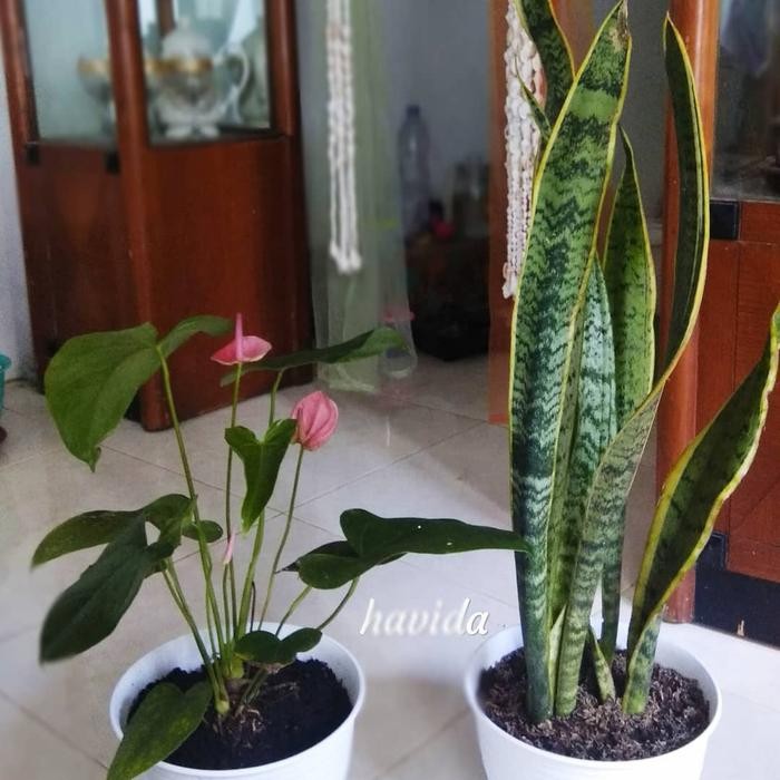 

paket hemat tanaman hias pembersih ruangan / sensivera dan anthurium