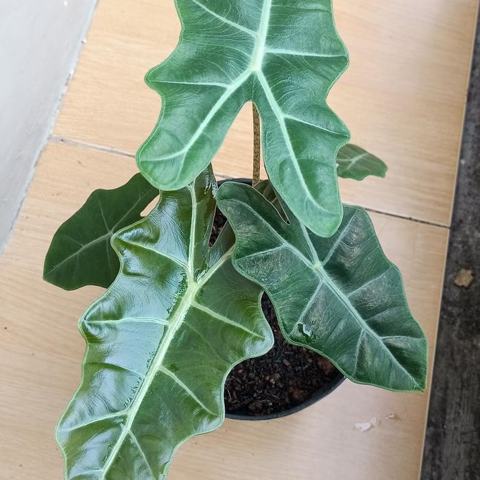 SM- Tanaman Hias Alocasia Sanderiana