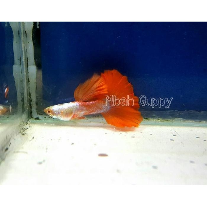 Jlterang Guppy Albino Platinum Half Red