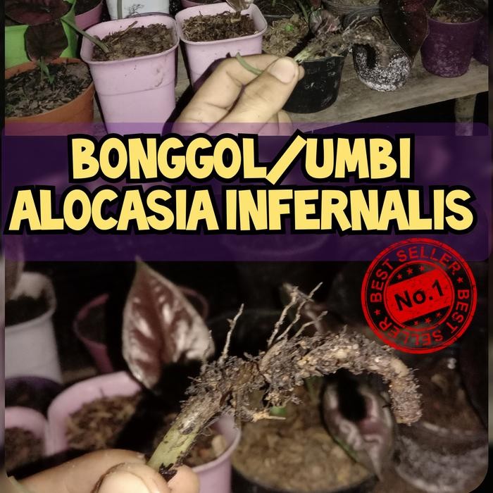 BERKUALITAS BONGGOLAN / UMBI TANAMAN ALOCASIA INFERNALIS / ALOKASIA BLACK INDO