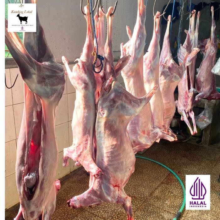 

Pilihan- Daging Kambing Segar, Karkas Kambing