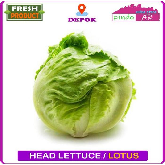 

Pilihan- Head Lettuce / Selada Lotus / Selada Bulat 500 Gram